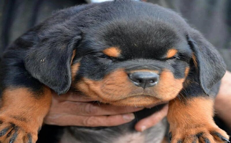 Rottweiler Puppy — Black, Calm, Photograph, Hand