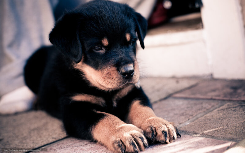 Rottweiler Puppy — Black, Calm, Photograph, Pavement, Stairs