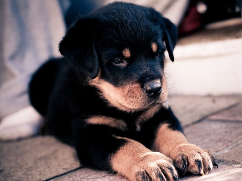 Rottweiler Puppy — Black, Calm, Photograph, Paws