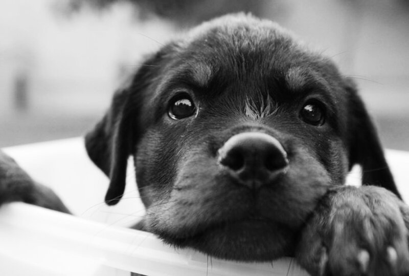 Rottweiler Puppy — Black, Calm