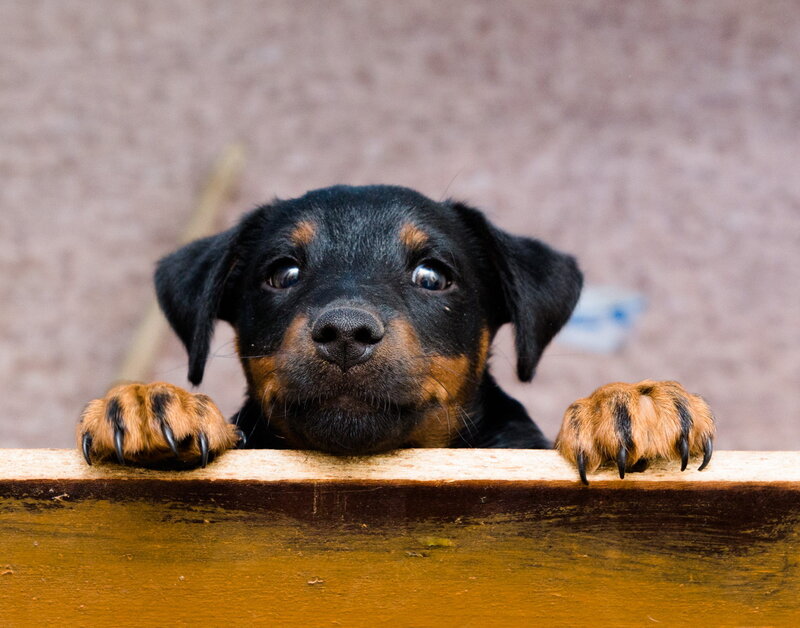 Rottweiler Puppy — Black, Curious, Photograph