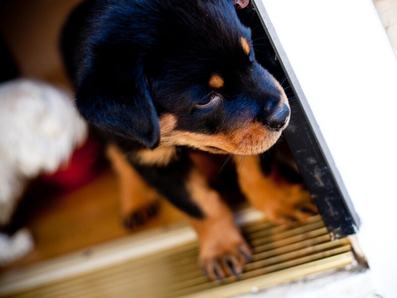 Rottweiler Puppy — Black, Curious