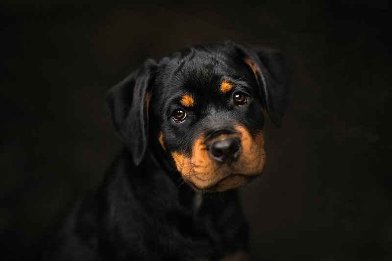 Rottweiler Puppy — Black, Dramatic, Photograph