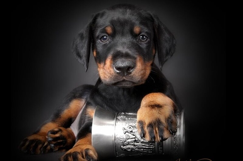 Rottweiler Puppy — Black, Dramatic
