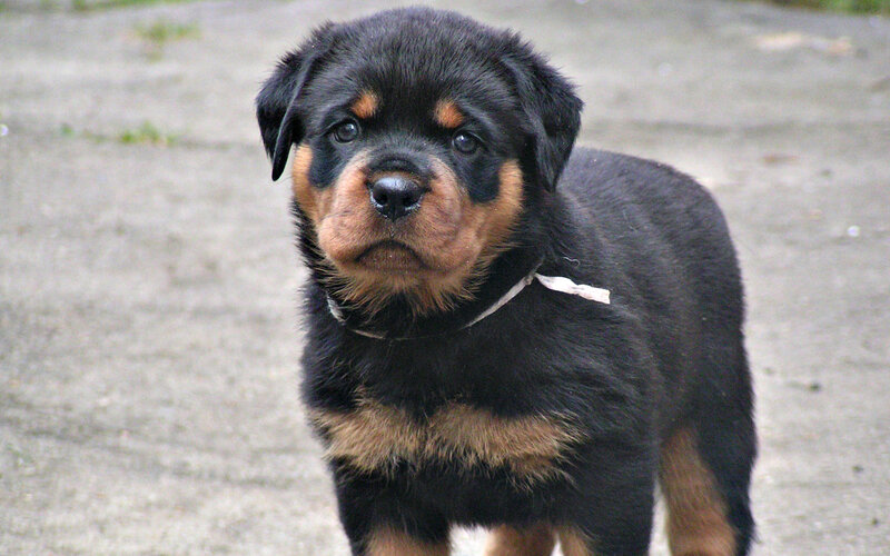 Rottweiler Puppy — Black, Neutral, Photograph