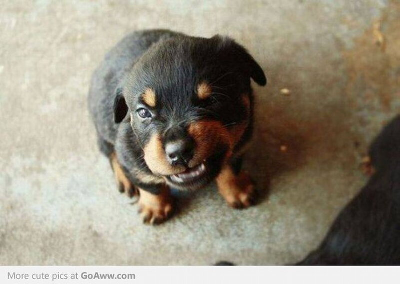 Rottweiler Puppy — Black, Neutral