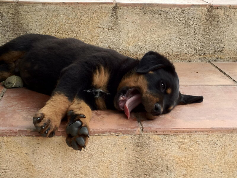 Rottweiler Puppy — Black, Relaxed