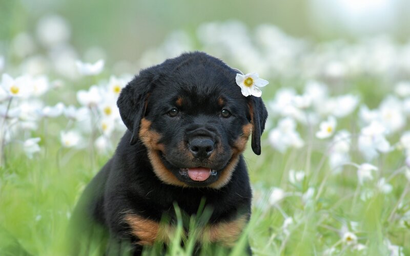 Rottweiler Puppy — Black, Serene