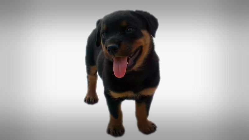 Rottweiler Puppy — Black