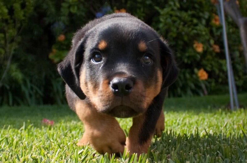 Rottweiler Puppy — Green, Calm, Afternoon, Photograph