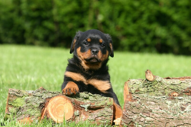Rottweiler Puppy — Green, Calm