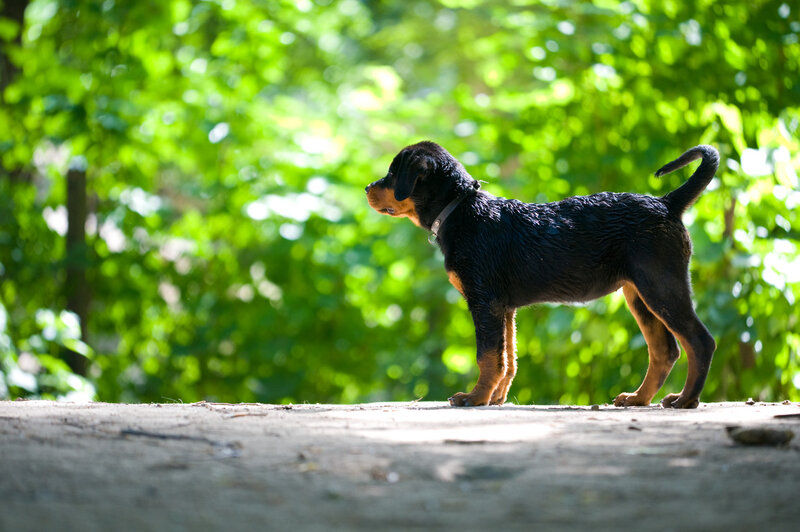 Rottweiler Puppy — Green, Serene