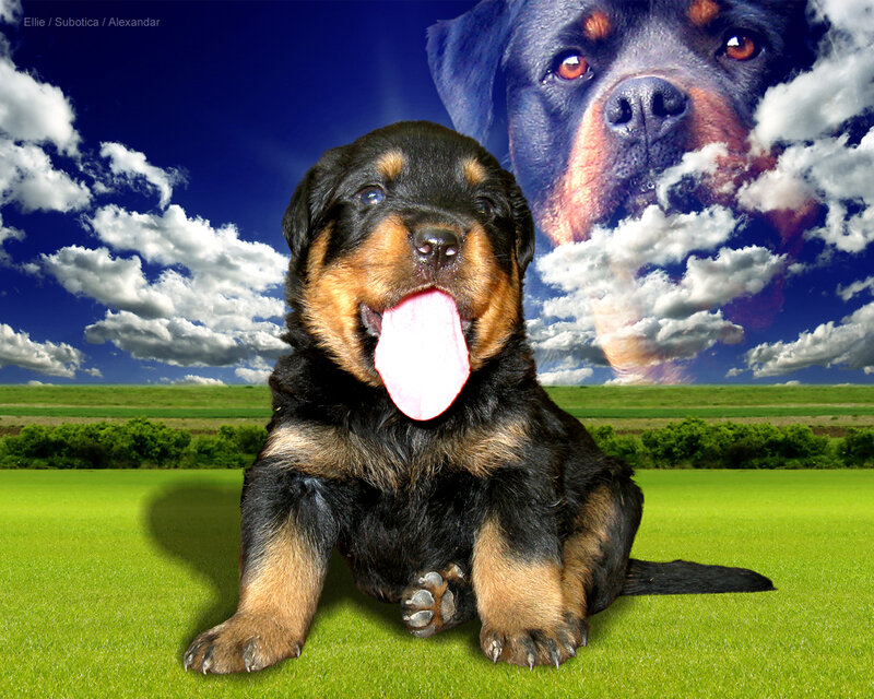 Rottweiler Puppy — Green