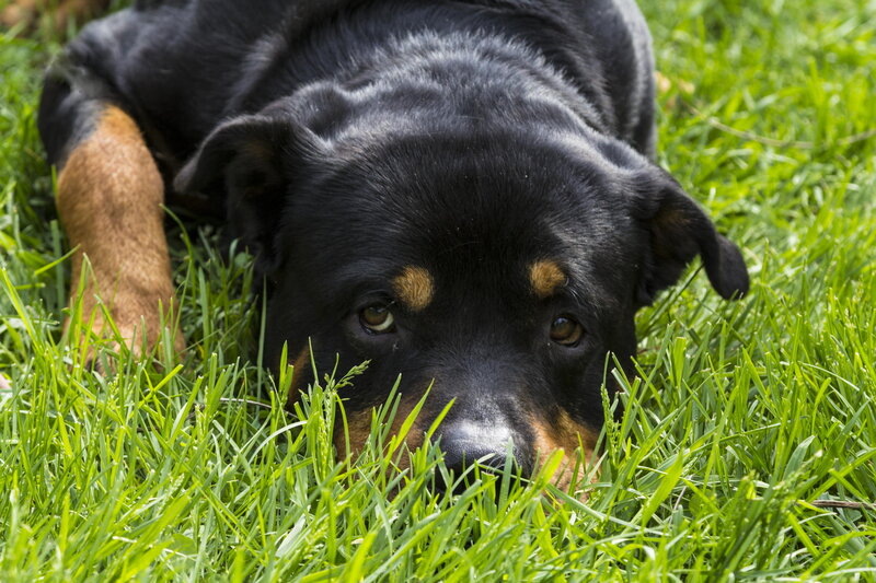 Rottweiler Puppy in Grass