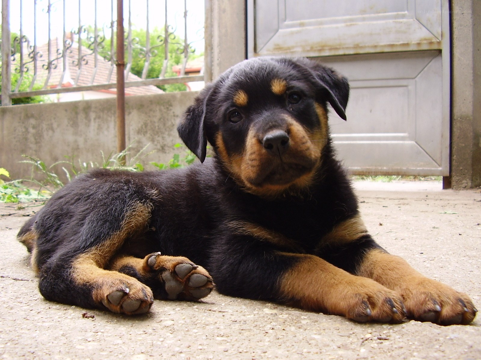 Rottweiler puppy lying down