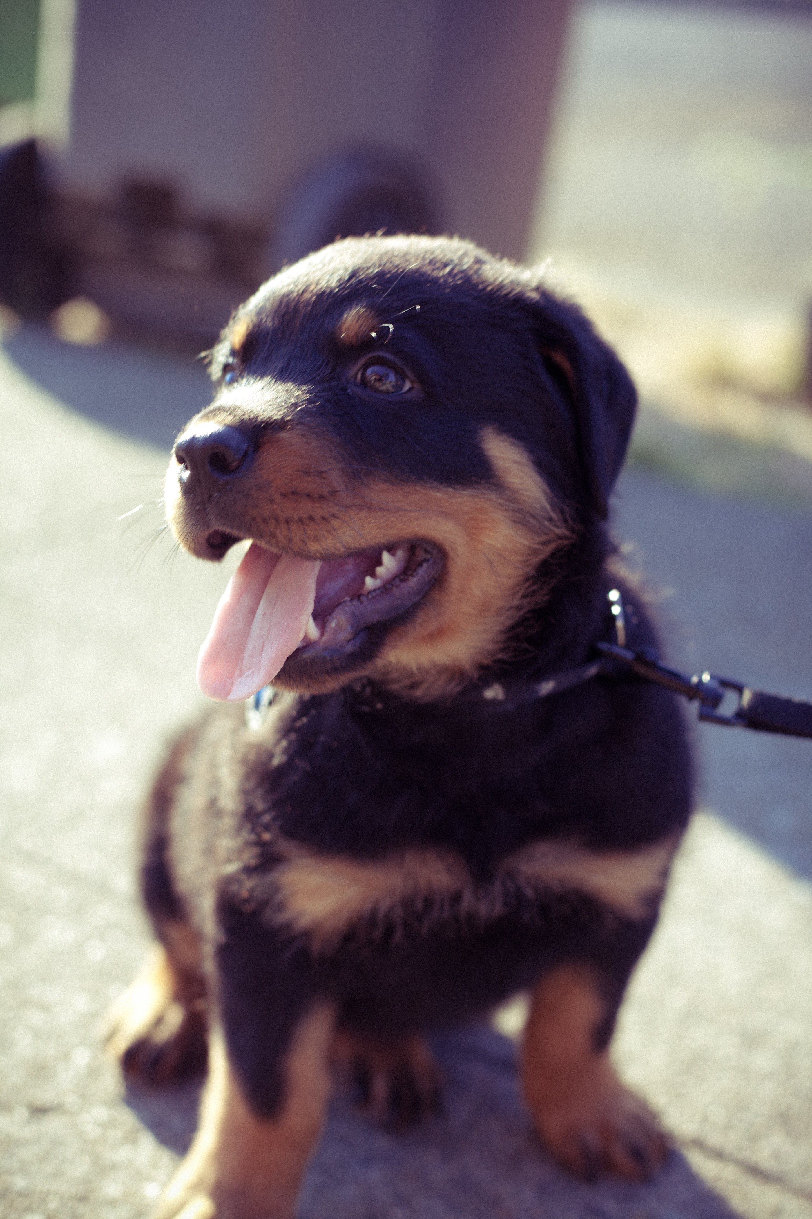 Rottweiler puppy on a leash