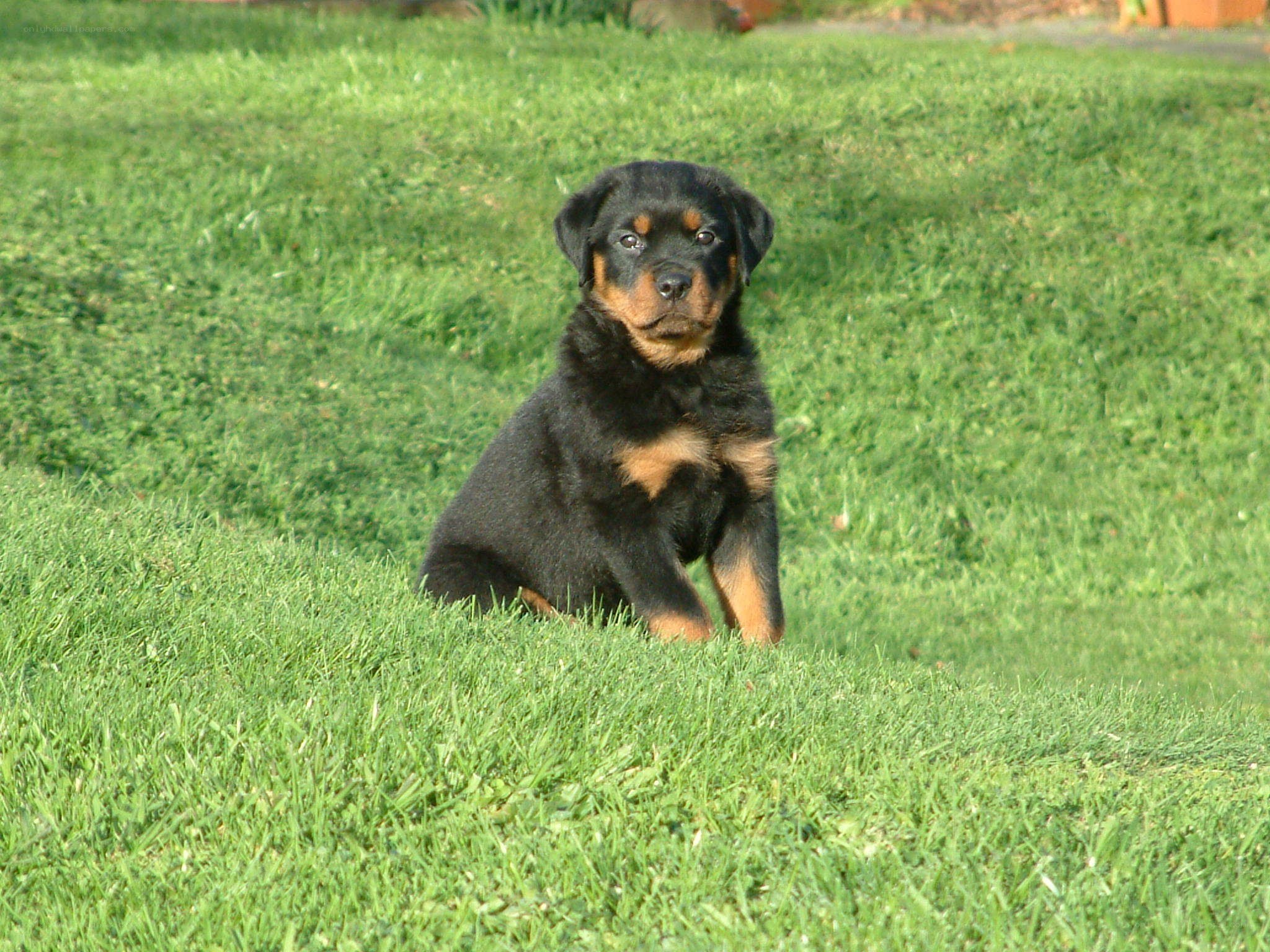 Rottweiler puppy on grass