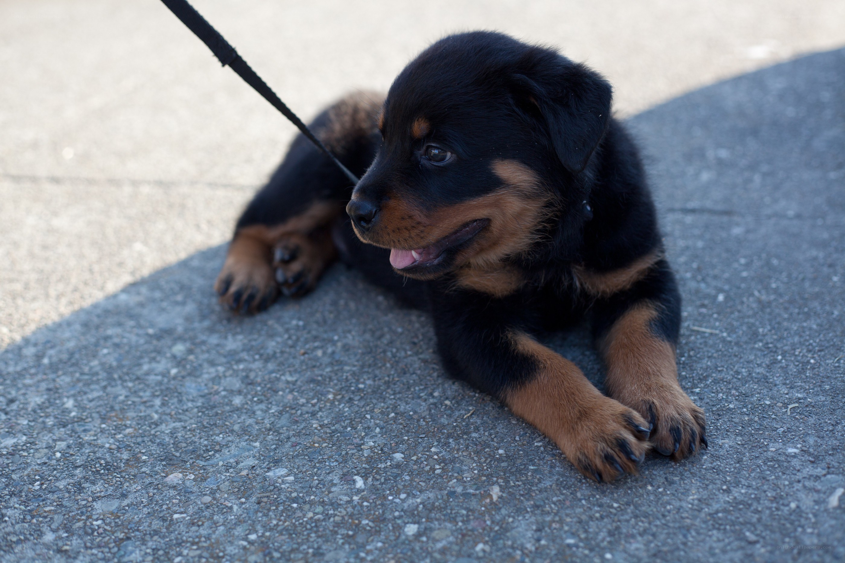 Rottweiler puppy on leash