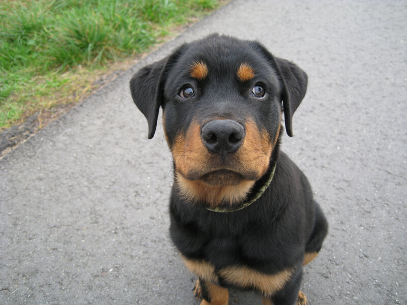 Rottweiler puppy on pavement