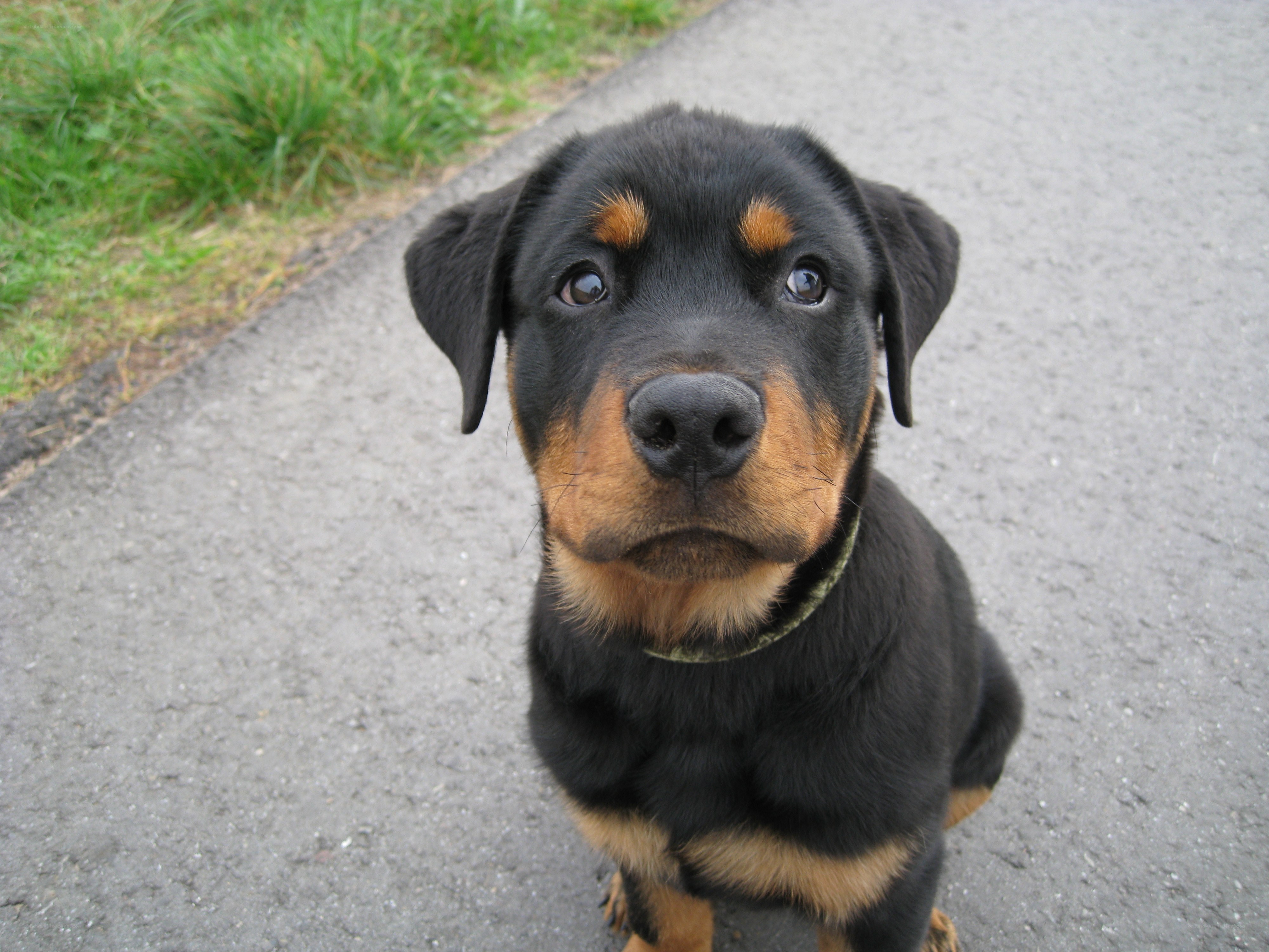 Rottweiler puppy on pavement