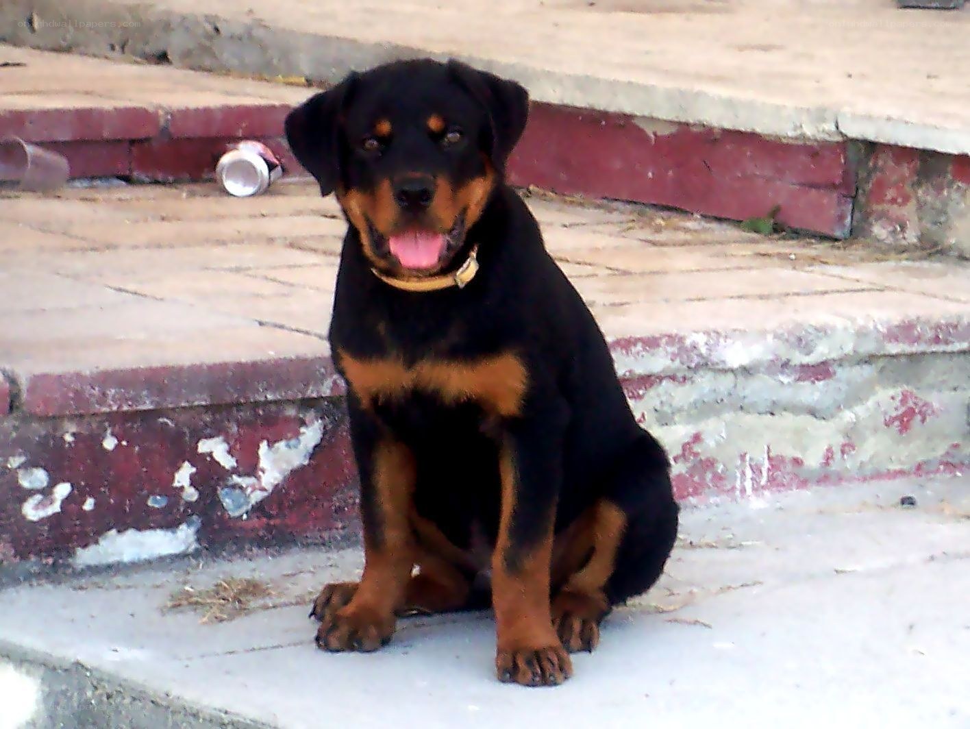 Rottweiler puppy on steps