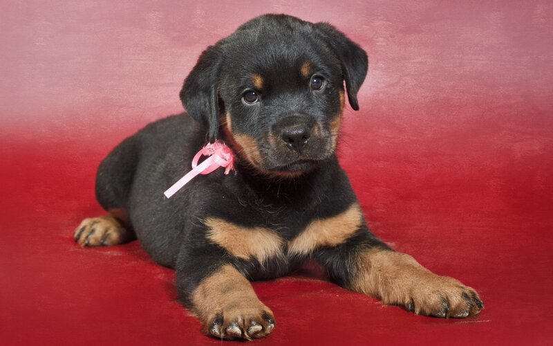 Rottweiler Puppy — Red