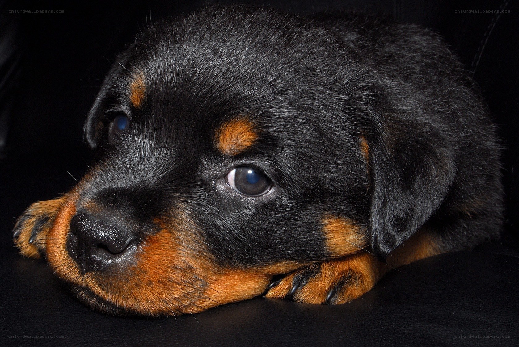 Rottweiler puppy resting