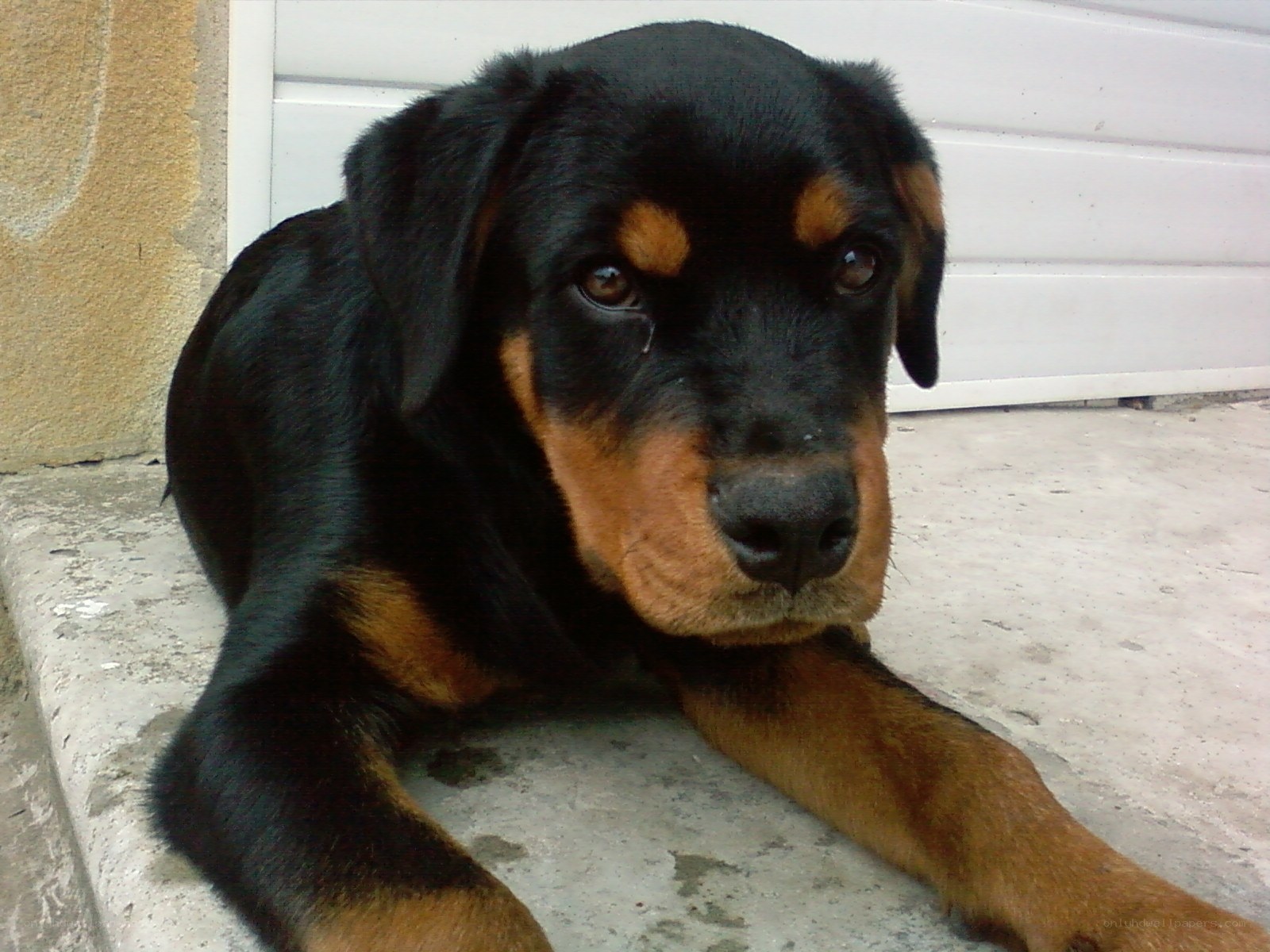 Rottweiler puppy resting