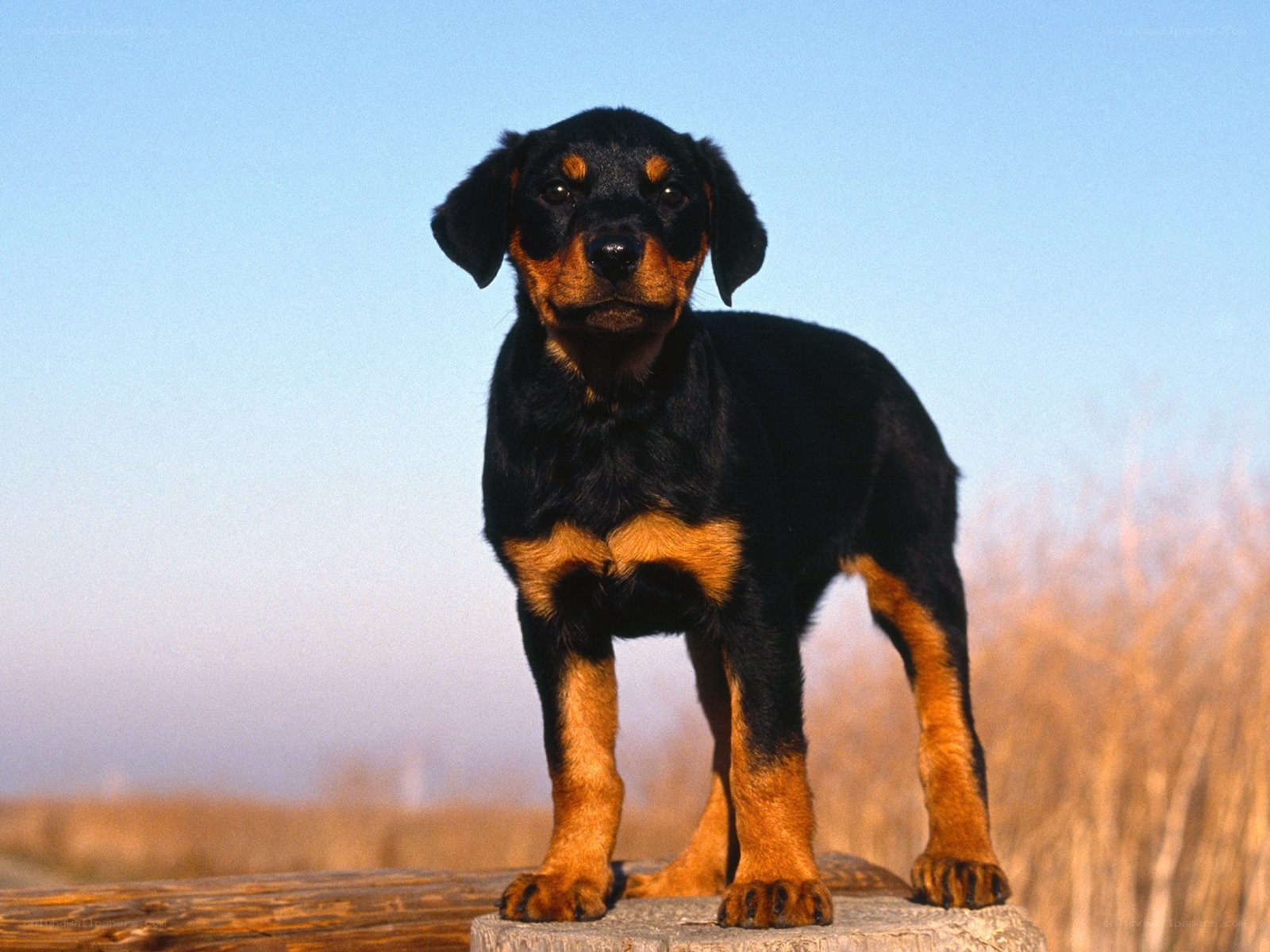 Rottweiler puppy standing