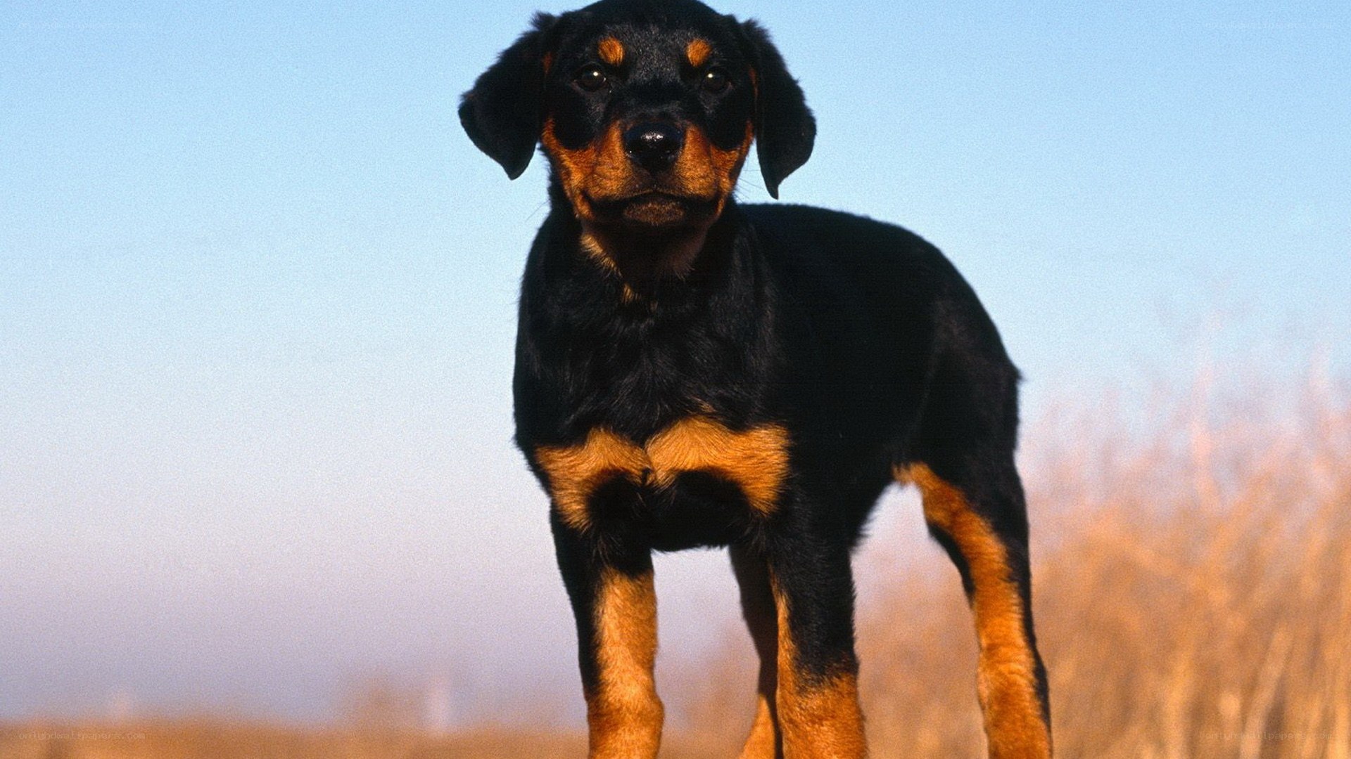 Rottweiler puppy standing