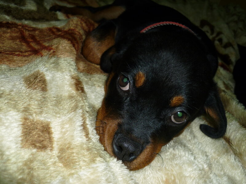 Rottweiler Puppy