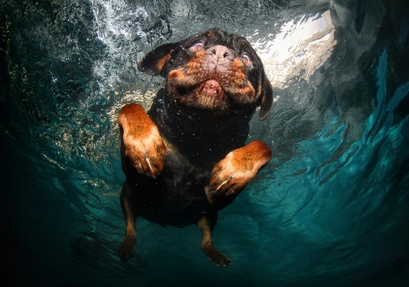 Rottweiler Puppy Underwater