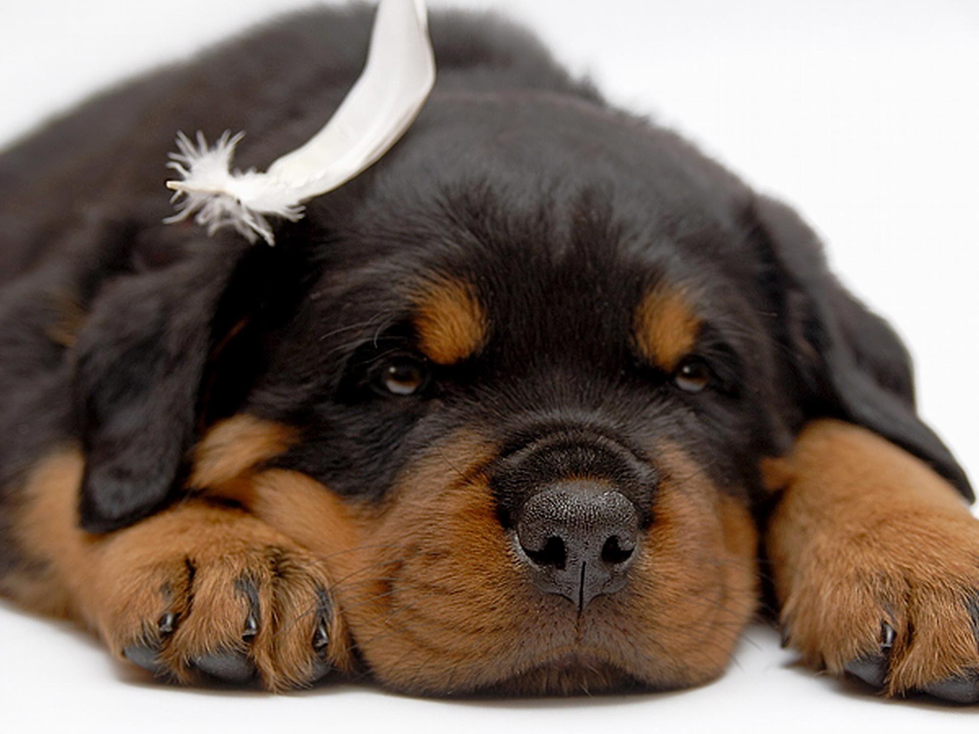Rottweiler puppy with feather