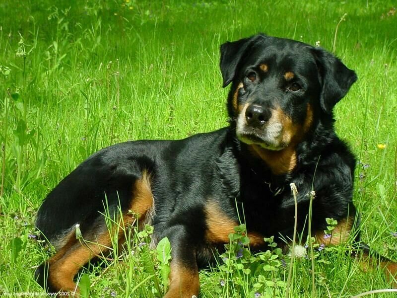 Rottweiler resting in grass