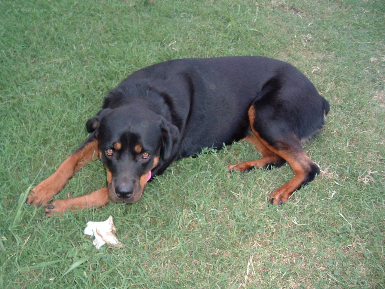 Rottweiler resting on grass