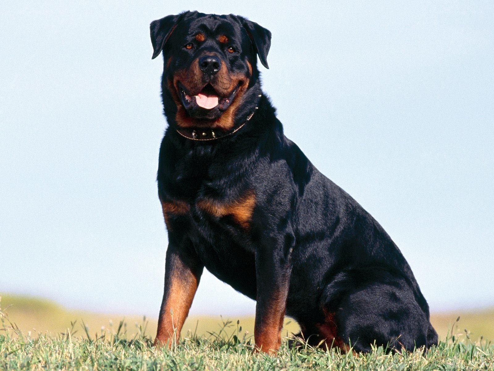 Rottweiler sitting on grass