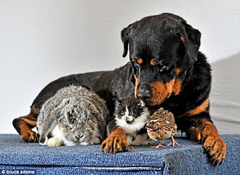 Rottweiler with Pets