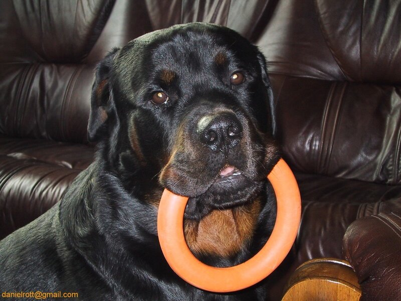 Rottweiler with toy ring