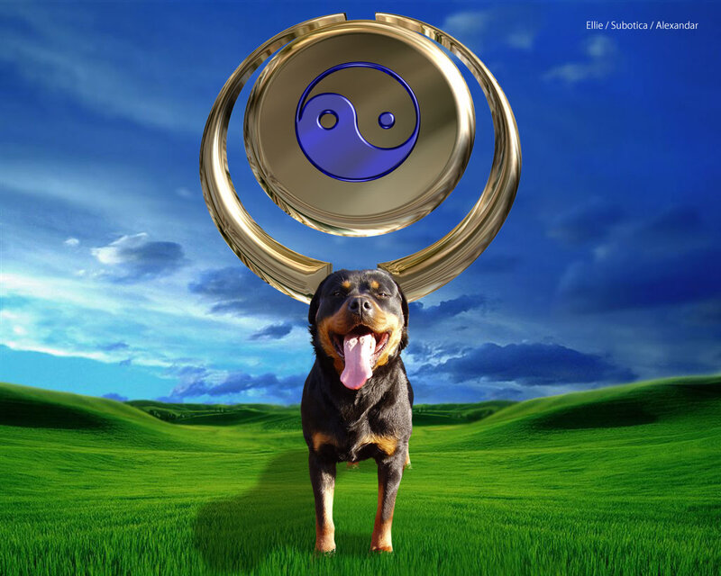 Rottweiler with yin-yang symbol