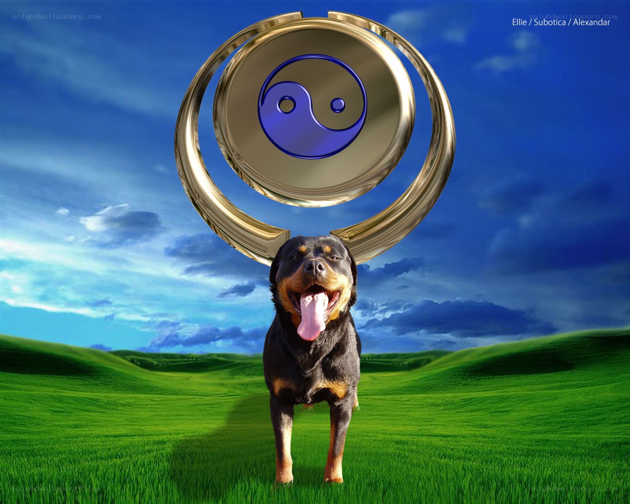 Rottweiler with yin-yang symbol