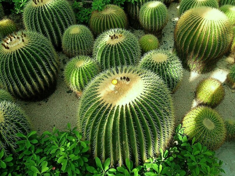 Round cacti in a garden