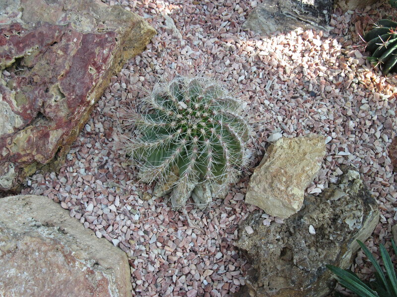 Round Cactus in Gravel
