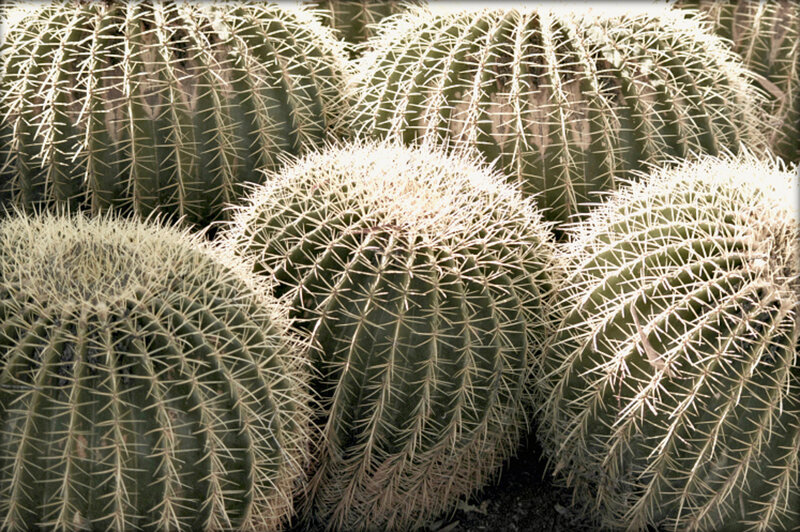 Round Cactus Plants