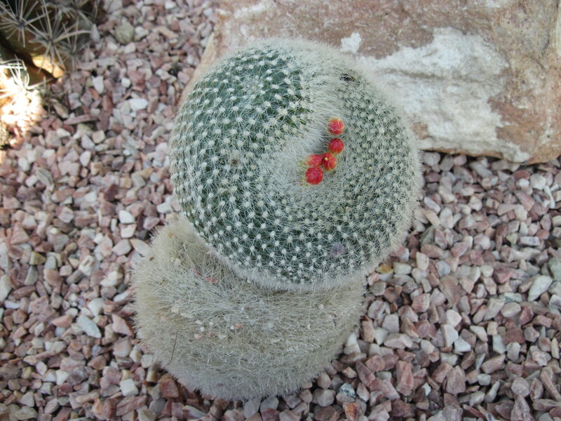 Round Cactus with Red Buds