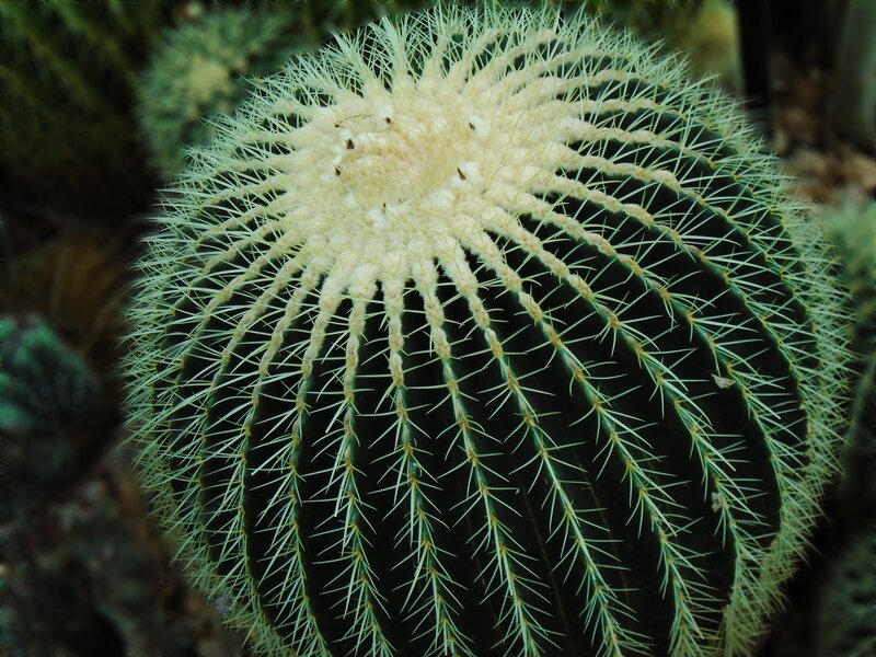 Round Cactus with Spines
