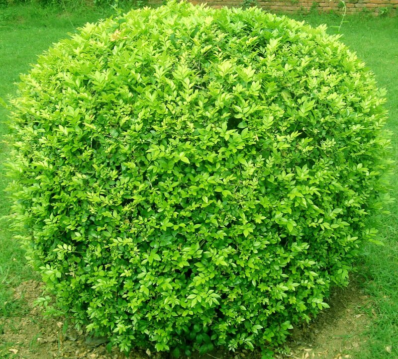 Round Green Bush