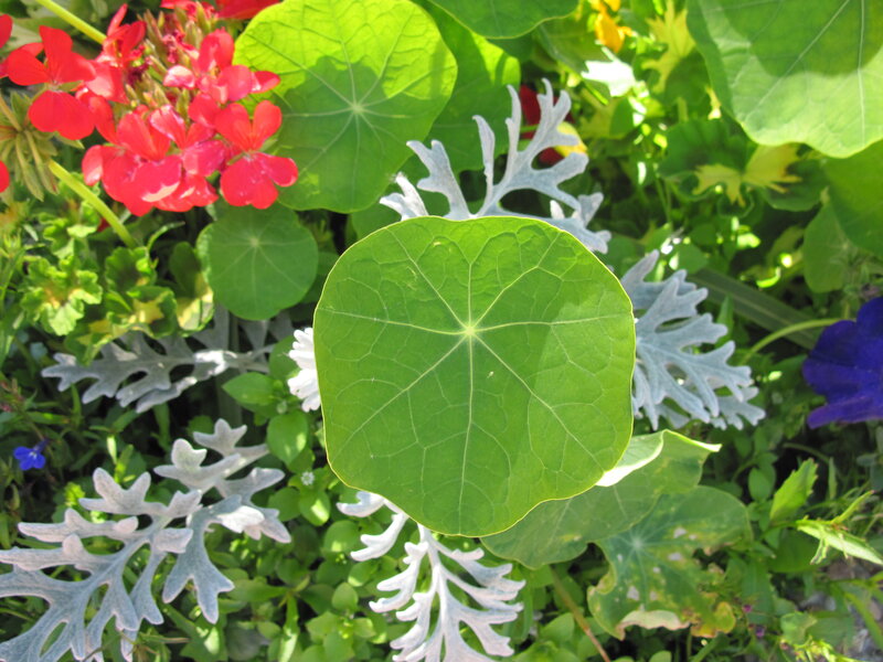 Round Green Leaf in Garden
