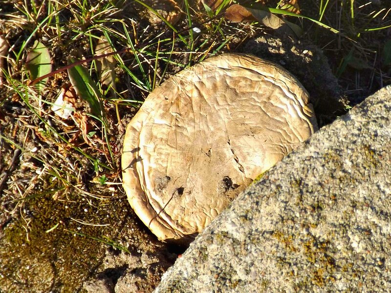 Round Mushroom on Ground