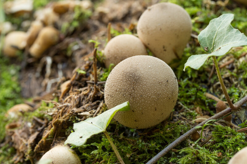 Round Mushrooms on Forest Floor