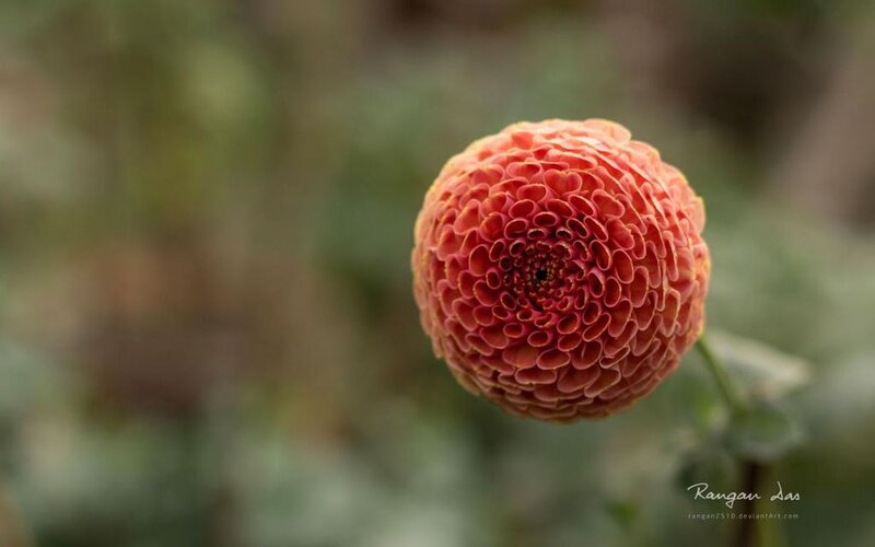 Round Pink Flower